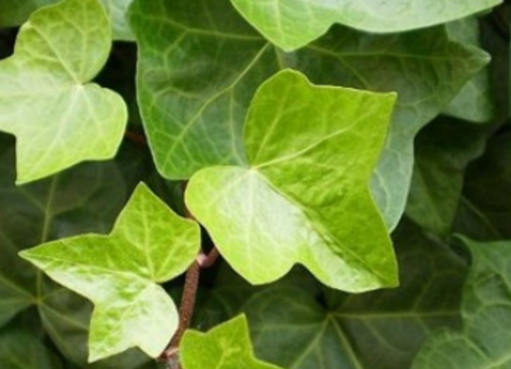 Alles ber die grnste immergrne Kletterpflanze; Efeu (Hedera)