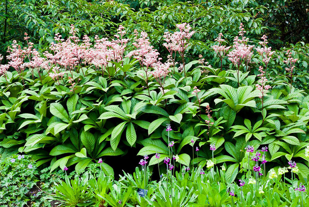 Diese Gartenpflanzen mit groen Blttern sorgen fr Ruhe in Ihrem Gart