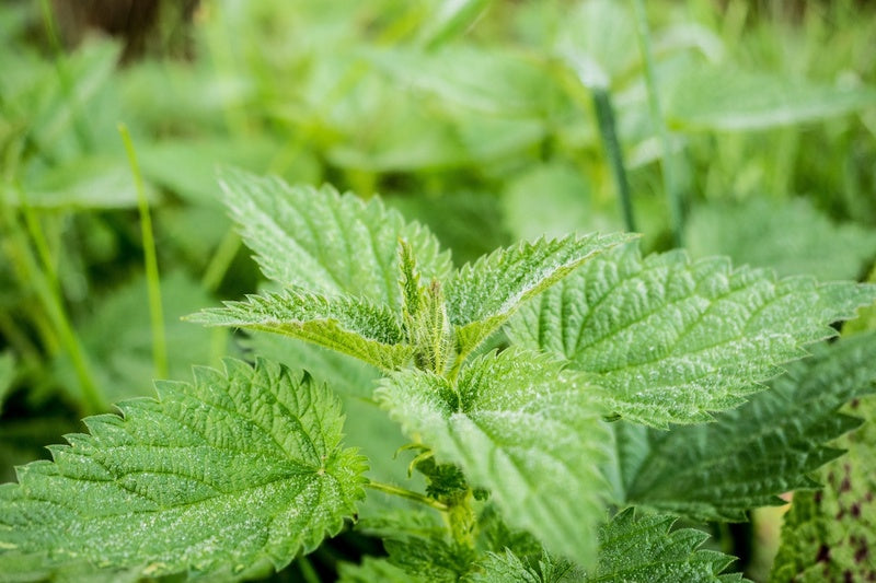 Aus diesen Gartenpflanzen knnen Sie kstlichen Tee zubereiten