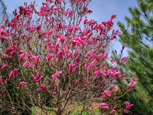 Beverboom 'Magnolia'