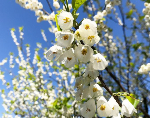 Sneeuwklokjesboom 'Halesia carolina'
