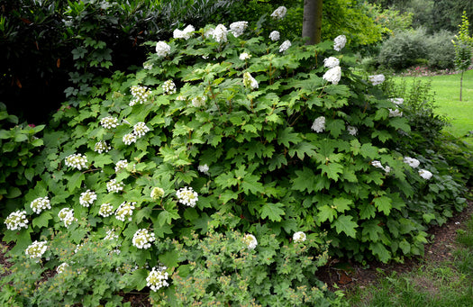 Eikenbladhortensia 'Hydrangea quercifolia'