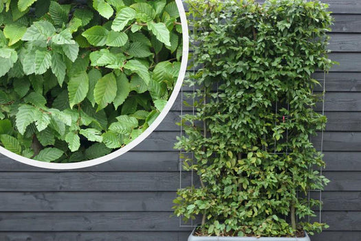 Kant en klaar hagen met fraai blad