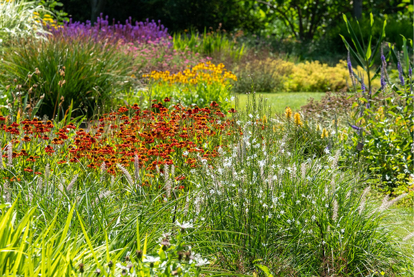 Alle biologische vaste planten