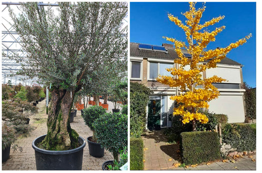 Borderpakketten - bomen