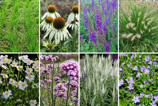 Alle Tuinborder Borderpakketten