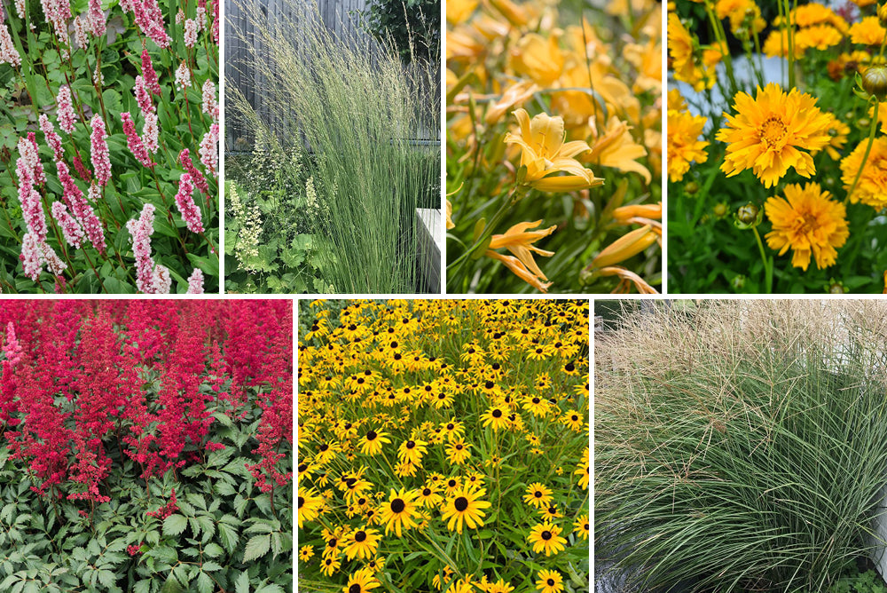 Wählen Sie Beetpakete mit beliebten Gartenpflanzen je nach Art aus