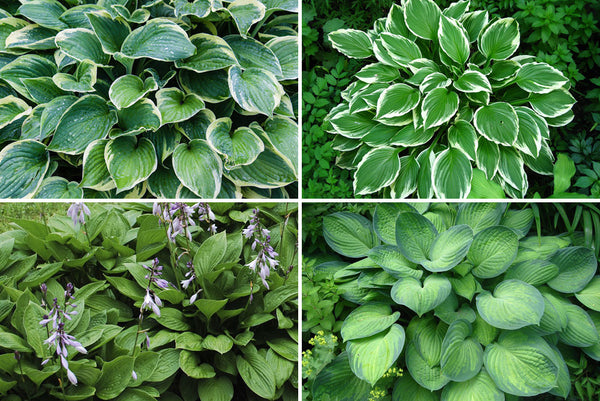 Borderpakketten - Prachtige bladeren