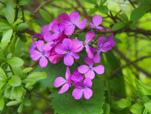 Judaspenning 'Lunaria'