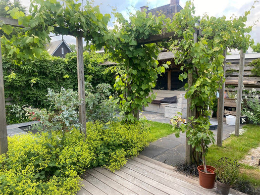 Biologische slingerplanten