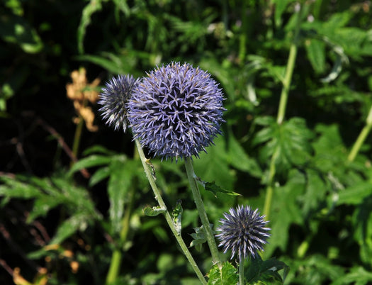 Tuinplanten met ronde vormen
