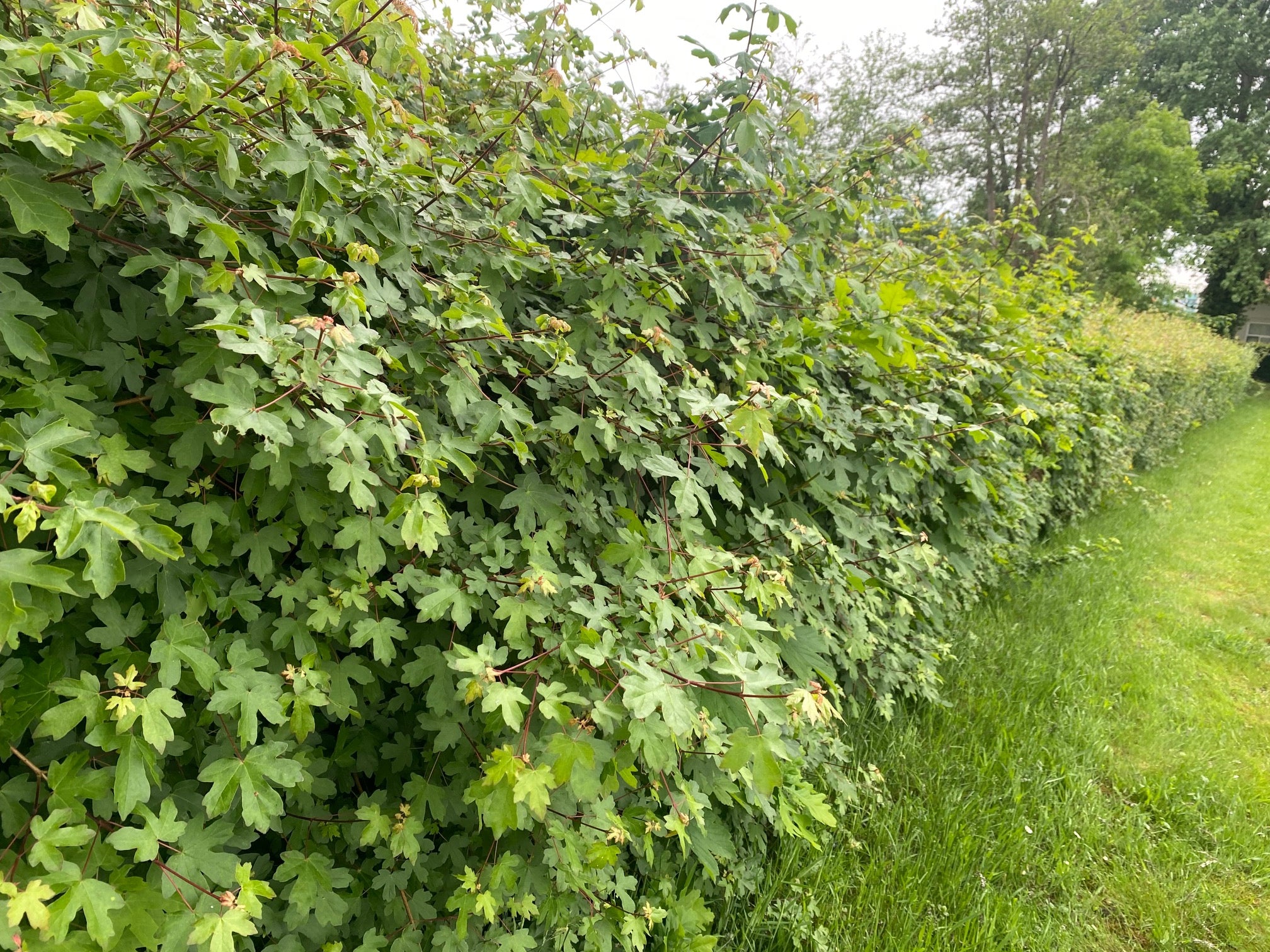 Feldahornhecke Acer Campestre Hecke Spanischer Lastkahn Feldahornhecke Acer Campestre Hecke Spanischer Lastkahn