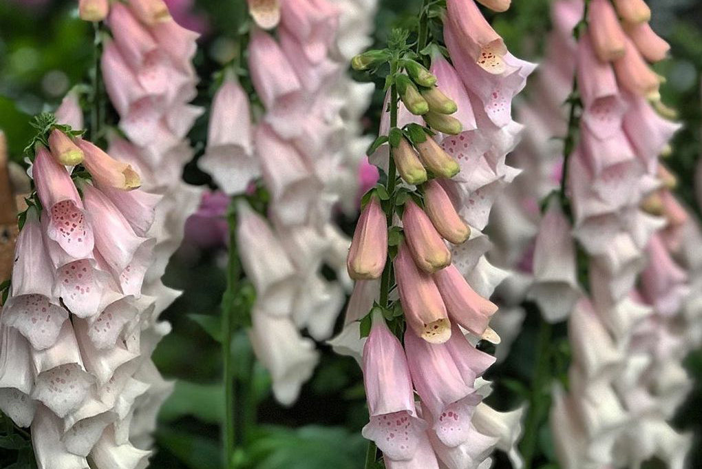 Fingerhut Digitalis 20 Arten, kombinieren & kaufen