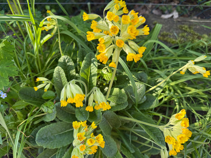 Bio-Goldprimel - Primula veris