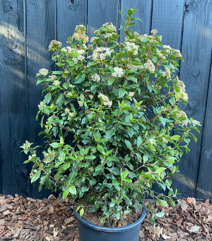 Immergrüner Schneeball - Viburnum 'Tinus'