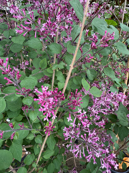 Flieder am Stiel - Syringa v. 'Dark Purple'