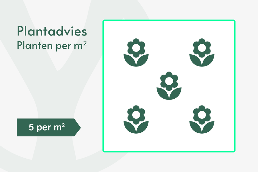 Straußenrohr - Calamagrostis x acutiflora 'Karl Foerster' TIPP Straußenrohr - Calamagrostis x acutiflora 'Karl Foerster' TIPP