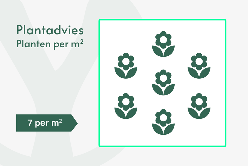 Süßholzpflanze - Agastache foeniculum TIPP Süßholzpflanze - Agastache foeniculum TIPP