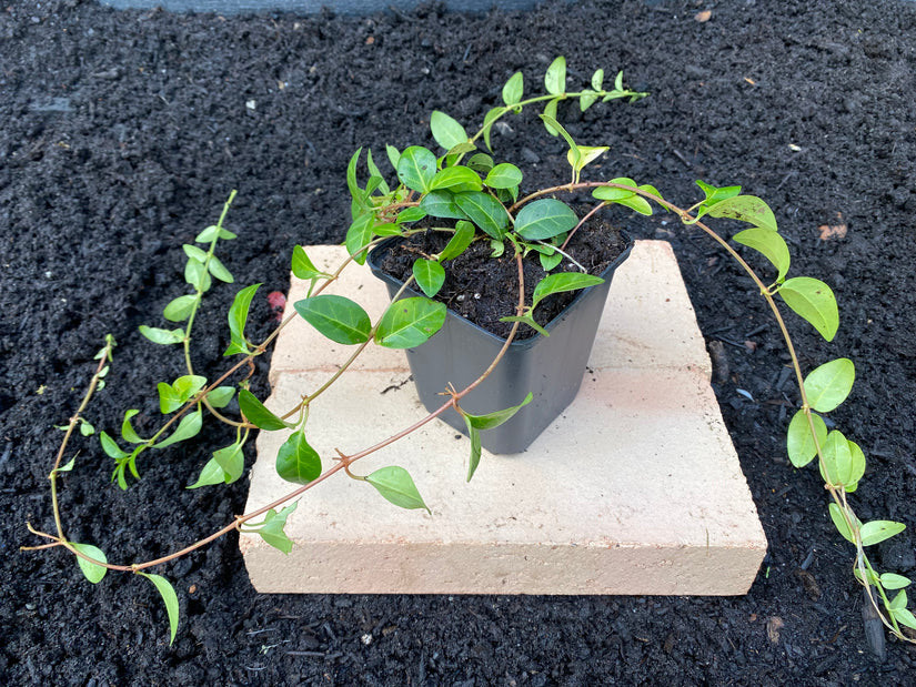 In P9 pot vinca minor In P9 pot vinca minor