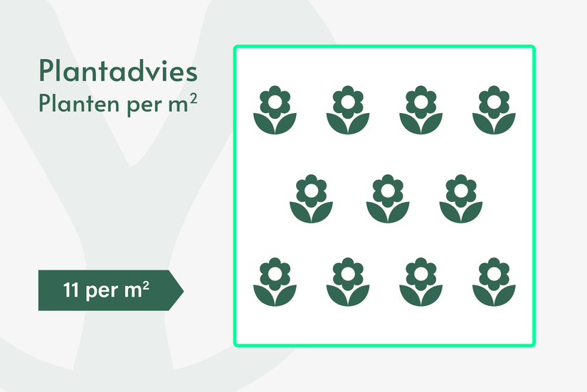 Perserhut - Tiarella cordifolia Perserhut - Tiarella cordifolia