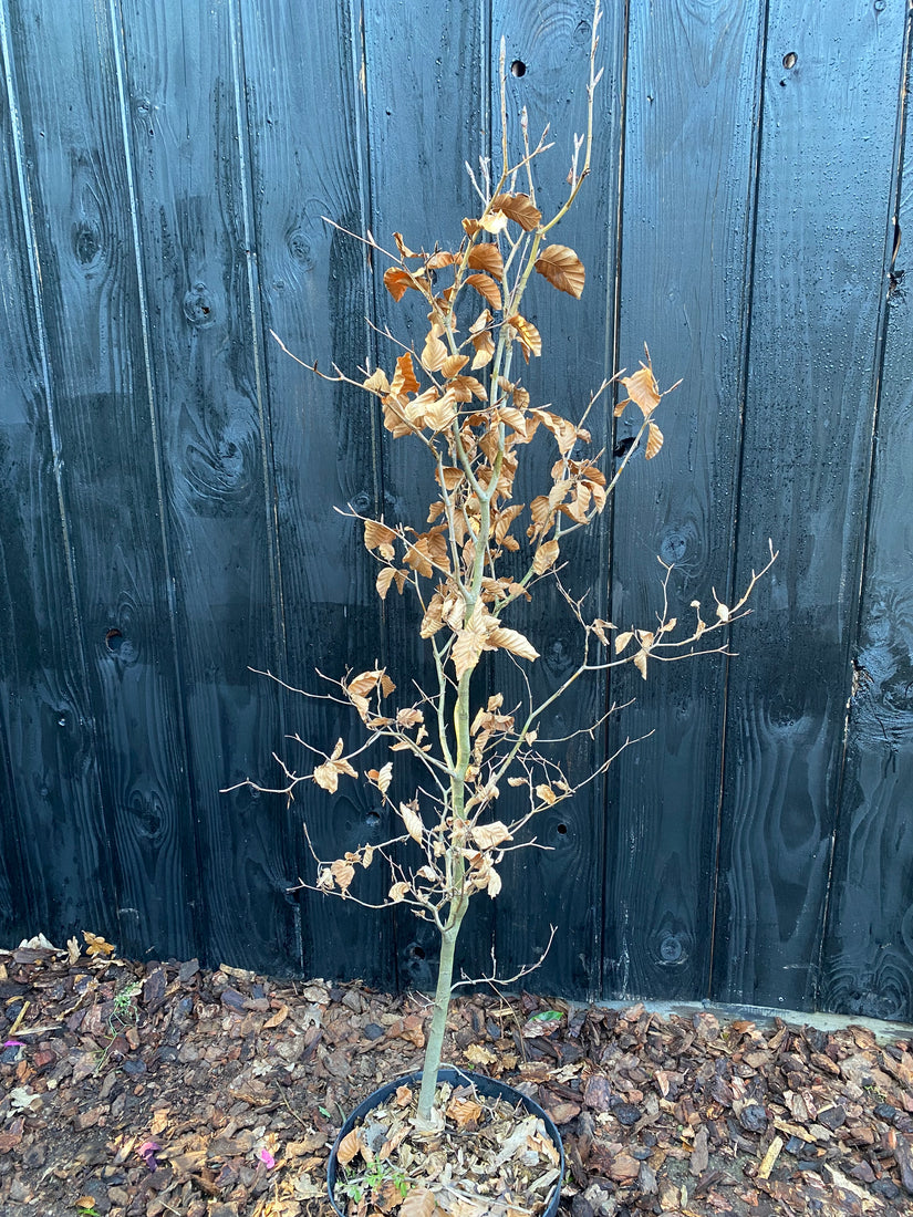 Grüne Buchenhecke - Fagus sylvatica (Immergrüne Buche) Grüne Buchenhecke - Fagus sylvatica (Immergrüne Buche)