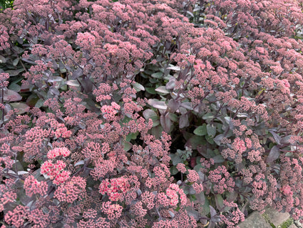 Mauerpfeffer - Sedum 'Purple Emperor' (auch pro/m2)