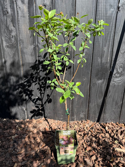 Pflaumenbaum - Prunus Domestica 'Opal'