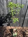 Pflaumenbaum - Prunus Domestica 'Opal' Pflaumenbaum - Prunus Domestica 'Opal'