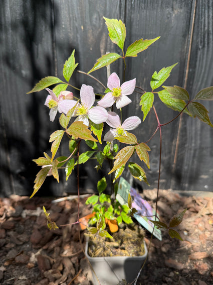 Bio-Berg-Waldrebe (hellrosa) - Clematis montana 'Rubens'