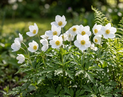 Weiße Anemone (Höhe 30 cm) - Anemone sylvestris