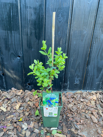 Bio Honigbeere - Lonicera kamtschatica Duet