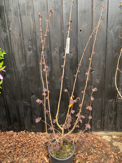 C12 pot 125-150 cm voorbeeld - foto half april