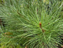 Schirmkiefer - Pinus pinea (Kiefer) Schirmkiefer - Pinus pinea (Kiefer)