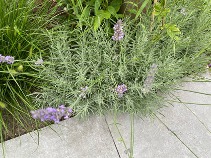 Lavendel (Lila) - Lavandula intermedia 'Dutch' Bienenfreundlich!