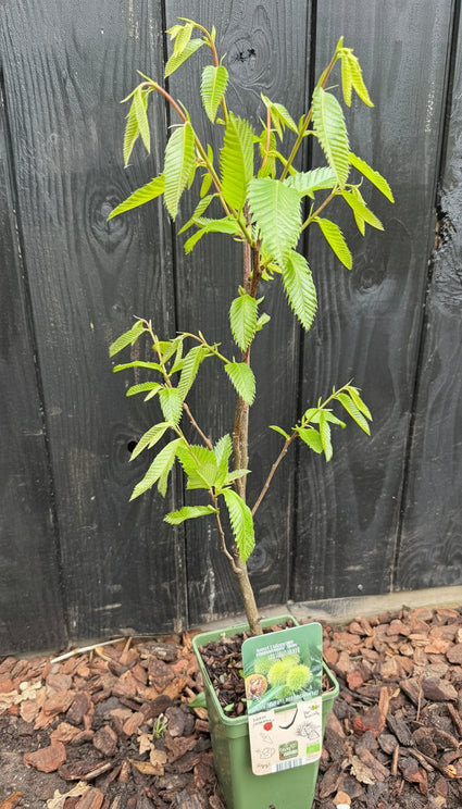 Mehrstämmige Edelkastanie (schnelltragend) - Castanea sativa