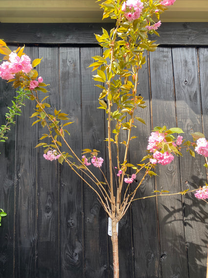 Japanische Blütenkirsche - Prunus serrulata 'Kanzan' am Stiel