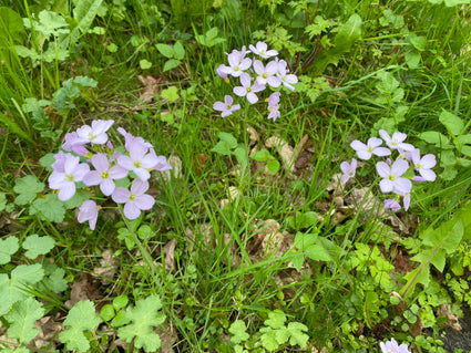 Pfingstblume - Cardamine pratensis