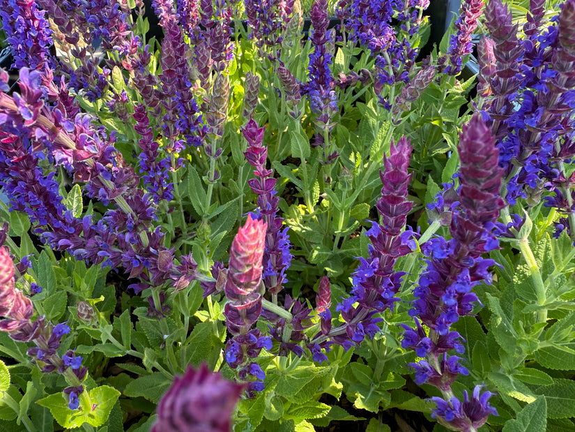 Bio-Salbei - Salvia nemorosa 'Ostfriesland' Bio-Salbei - Salvia nemorosa 'Ostfriesland'