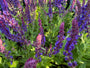 Bio-Salbei - Salvia nemorosa 'Ostfriesland' Bio-Salbei - Salvia nemorosa 'Ostfriesland'