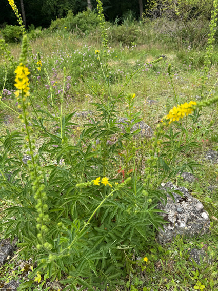 Gemeiner Agrimony - Agrimonia eupatoria