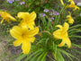 Taglilie - Hemerocallis 'Green Flutter' Taglilie - Hemerocallis 'Green Flutter'