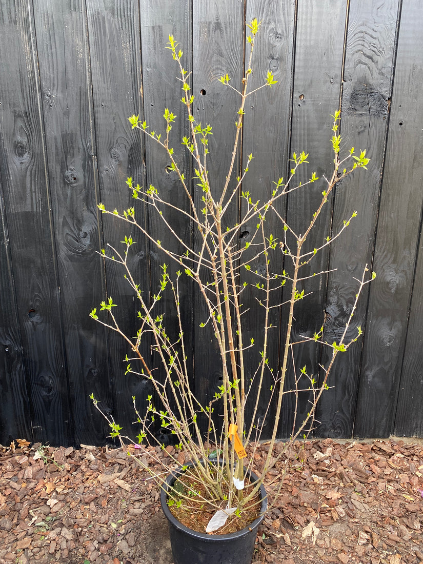 Melonenbaum - Chimonanthus praecox (Wintersüße) Melonenbaum - Chimonanthus praecox (Wintersüße)