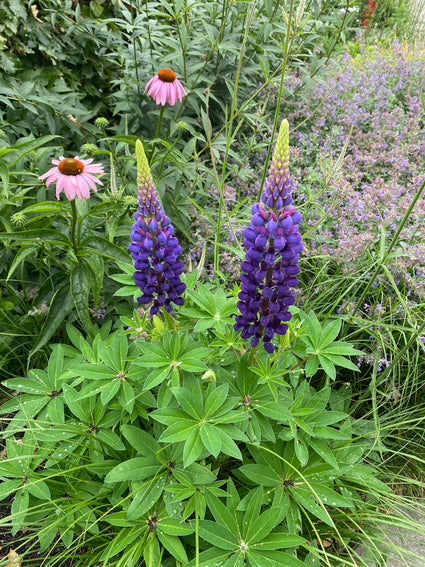 Lupine (Blau/Weiß) – Lupinus „The Governor“