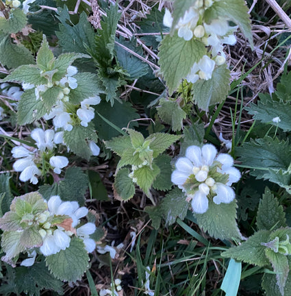 Gefleckte Taubnessel - Lamium maculatum 'Album'