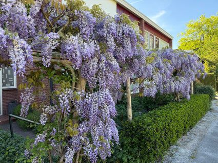 Glyzinie - Wisteria (sinensis) 'Produktiv'