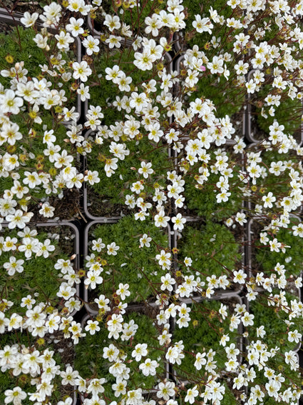 Bio-Steinbrech - Saxifraga x arendsii 'White' Bio
