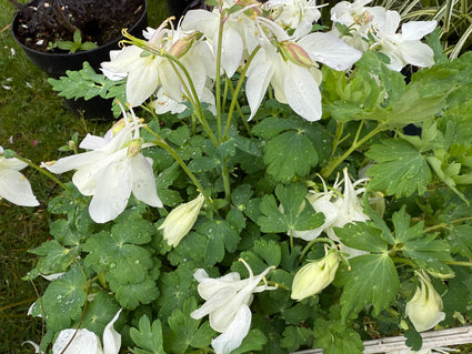 Akelei Weiß (Höhe 70 cm) - Aquilegia 'Silver Queen'