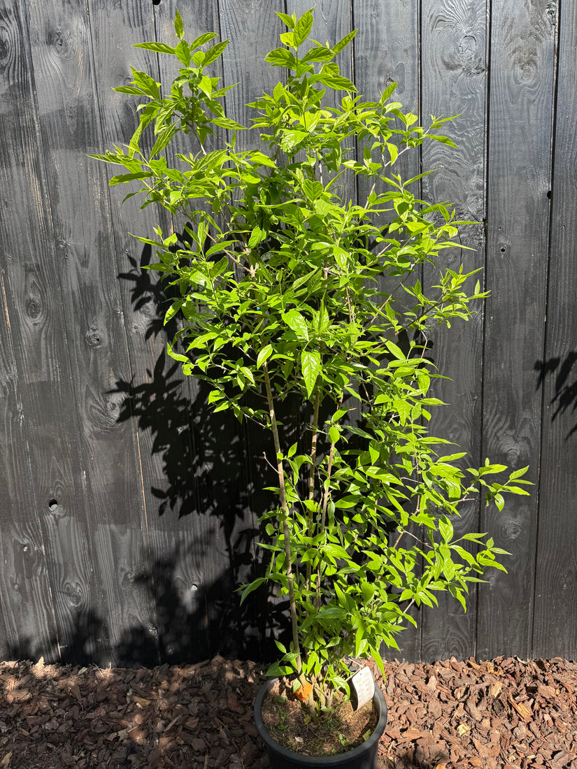 Melonenbaum - Chimonanthus praecox (Wintersüße) Melonenbaum - Chimonanthus praecox (Wintersüße)