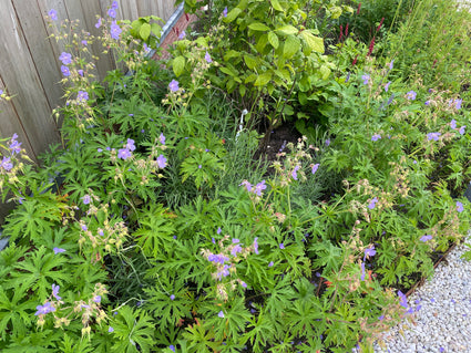 Wiesen-Storchschnabel - Geranium pratense