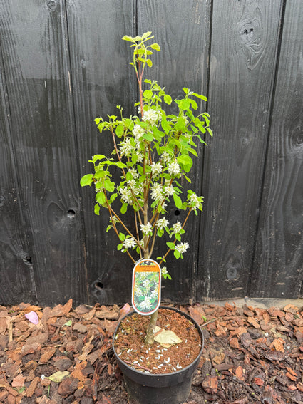 Johannisbeerbaum - Amelanchier alnifolia 'Obelisk'